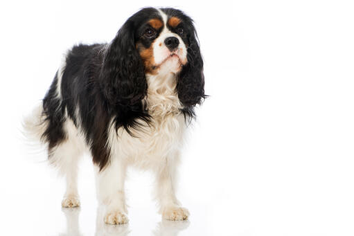 En mogen vuxen cavalier king charles spaniel med en vacker, lång päls