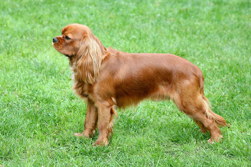 En röd cavalier king charles spaniel som visar upp sin vackra, långa kropp