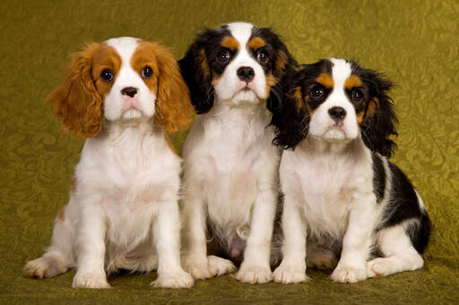 Tre små cavalier king charles spaniel's sitter tålmodigt