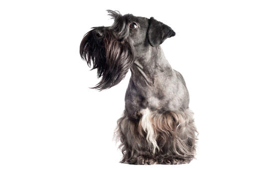 En cesky terrier som visar upp sitt snygga skägg stora vackra öGon