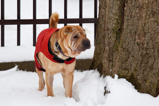 En kinesisk shar pei med ett vackert, rynkigt ansikte och en buskig svans.