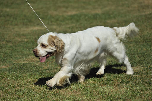 En vacker, ung clumber spaniel valp med en härligt mjuk päls