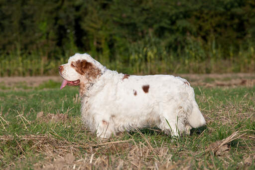 En frisk vuxen clumber spaniel med lång och tjock päls