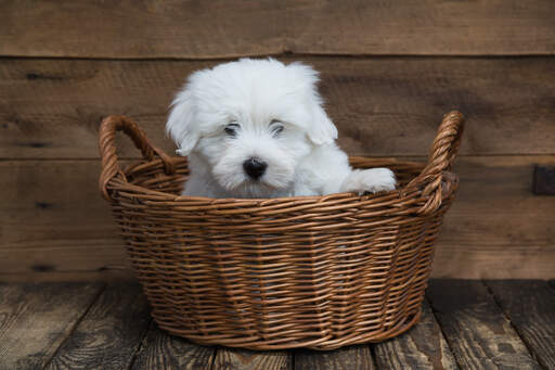 En vacker ung coton de tulear i en korg.