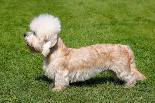 En vacker, liten dandie dinmont terrier som visar upp sin långa kropp