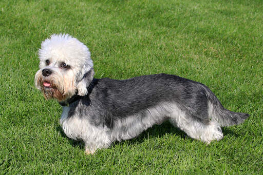 En frisk, ung dandie dinmont terrier med en vacker lång kropp