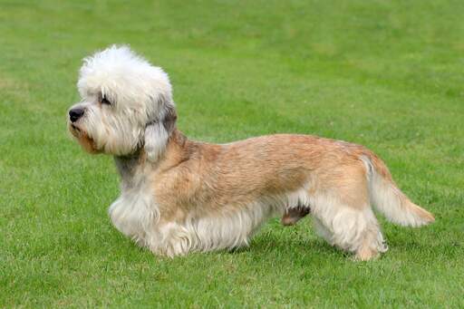 En frisk hane dandie dinmont terrier med en härligt lång, mjuk päls