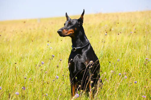 En doberman pinscher som sitter väldigt högt och visar upp sin otroligt mörka päls.