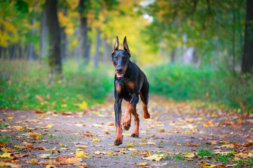 En frisk, vuxen doberman pinscher som springer mot sin ägare.