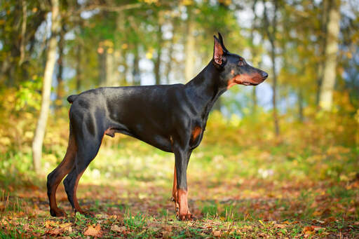 En doberman pinscher hane som visar upp sin stubbiga svans och muskulösa kropp