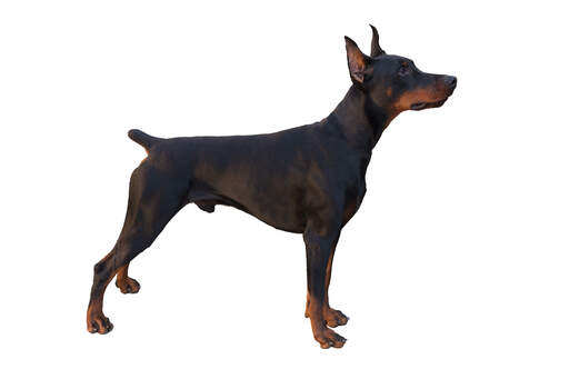 En ung doberman pinscher som visar upp sina långa ben och sin stubbiga svans