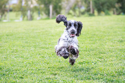 En vacker, svartvit engelsk cockerspaniel som springer på högvarv