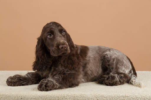 En underbar chokladpälsad engelsk cocker spaniel som ligger ner