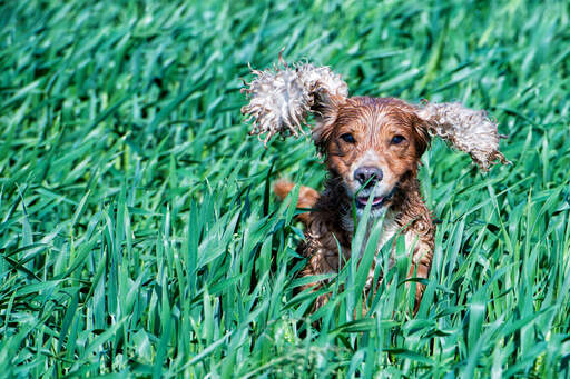 En engelsk cocker spaniel som hoppar genom det höga gräset