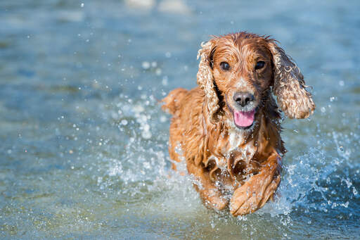 En engelsk cocker spaniel som njuter av lite motion i vattnet