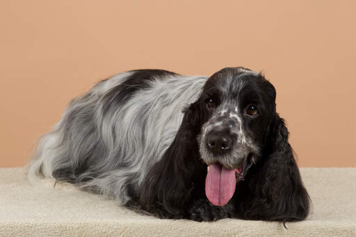 En engelsk cocker spaniel med en vacker, lång, svartvit päls