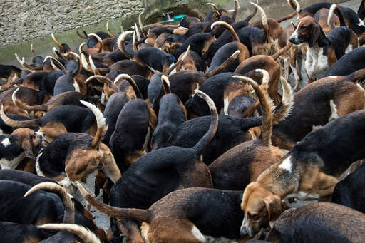 En flock engelska foxhounds
