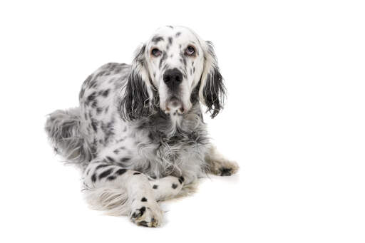 En mogen vuxen english setter med en härlig, tjock, svartvit päls