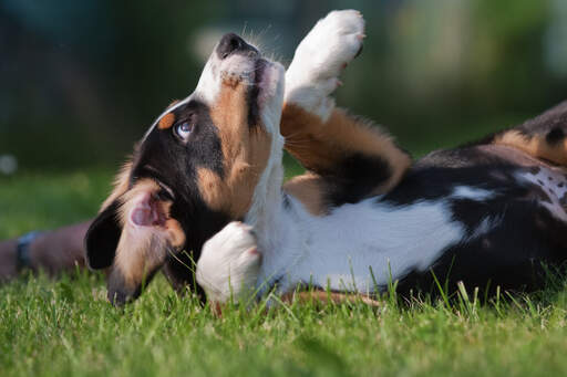 En vacker liten entlebucher bergshundsvalp