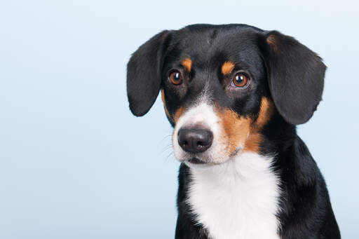 En närbild av en ung entlebucher bergshunds otroliga öGon.