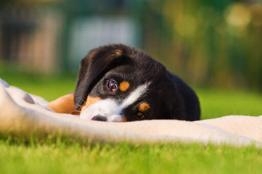 En underbar liten entlebucher bergshundsvalp som ligger i gräset