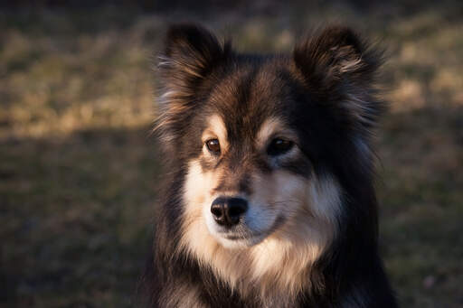 En närbild av en finsk lapphunds vackra korta näsa och mjuka päls