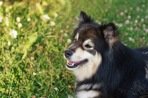 En närbild av en finsk lapphunds underbara spetsiga öron