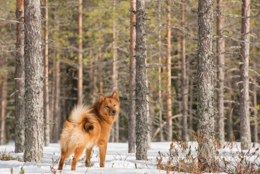 En finsk spitz som visar upp sin otroliga svans