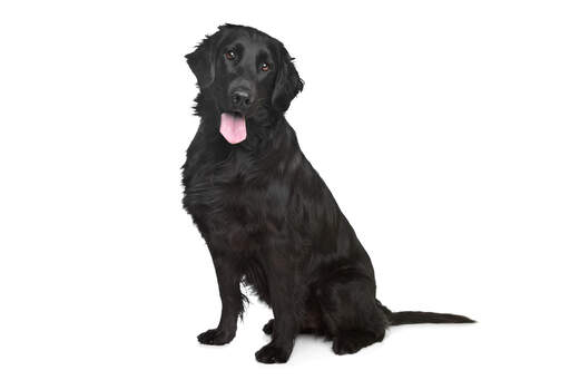 En vacker svart flat coated retriever med en härligt tjock päls