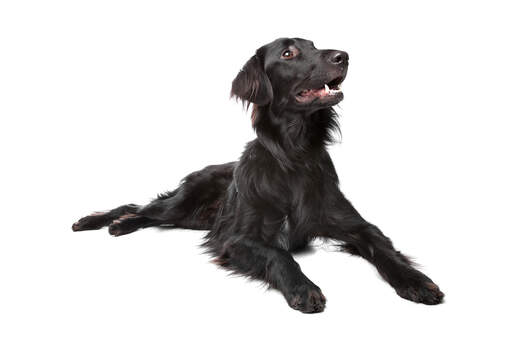 En frisk, ung flat coated retriever med en härligt lång päls