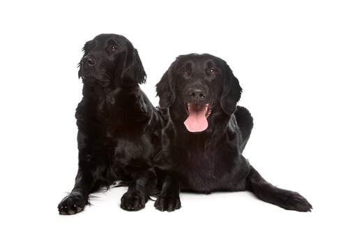 Två mycket bekväma flat coated retrievers som njuter av Golvet