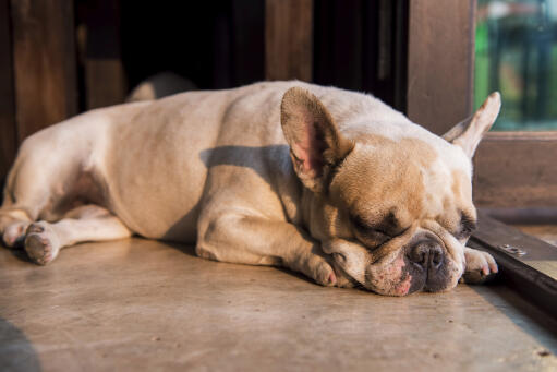 En liten fransk bulldogg som får vila