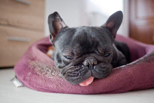 En mycket trött fransk bulldogg som får lite välförtjänt vila i sin säng