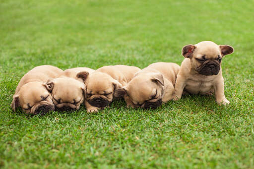 Fem vackra små franska bulldoggvalpar som ligger tillsammans i gräset