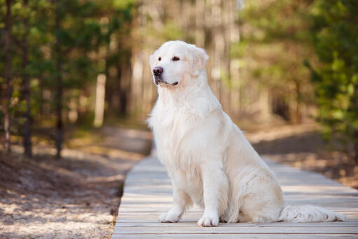 En vacker Golden retriever som sitter snyggt och visar upp sin vackra päls.