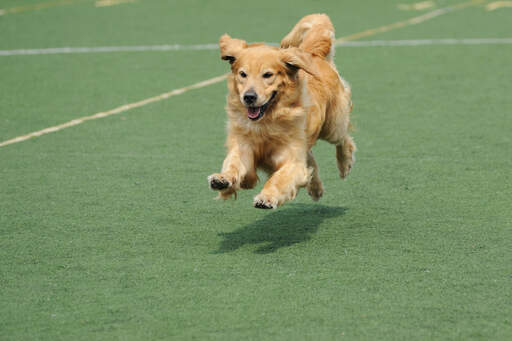 En underbar vuxen Golden retriever som springer i full fart.