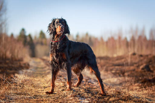 En Gordon setter som står högt och visar upp sin otroliga fysik.