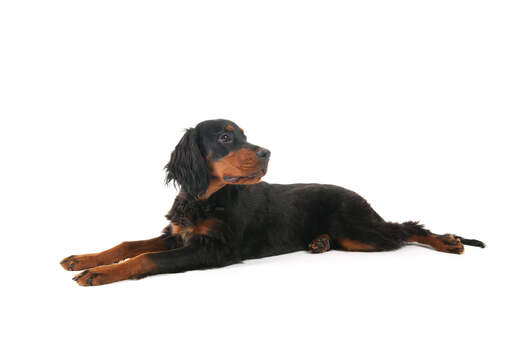 En vacker ung Gordon setter valp som sprider sina bakben.