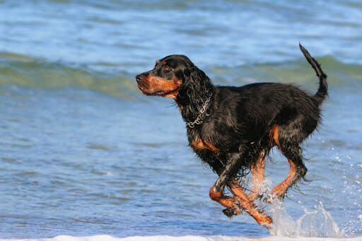 En härlig vuxen Gordon setter som hoppar genom vattnet.