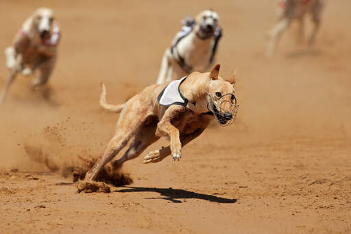 En stark, vuxen greyhound som springer runt ett skarpt hörn