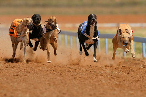 Fem tävlande greyhounds som springer i full fart