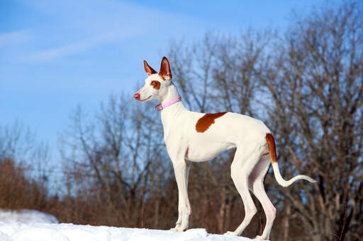 En vacker ibizanhund ute i naturen. Snow