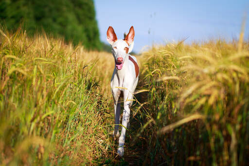 En ibizanhund med uppmärksammade öron som promenerar genom ett fält