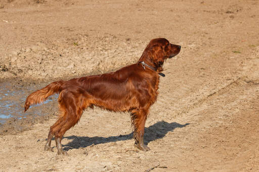 En ung, vuxen irish setter som njuter av lite motion utomhus