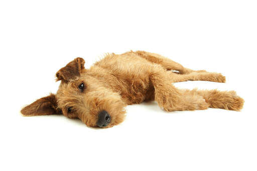 En vilande irish terrier som njuter av sin tid på Golvet