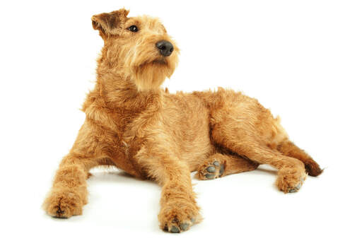 En ung, vuxen irish terrier som visar upp sin vackra röda päls