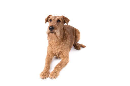 En ung vuxen irish terrier som ligger ner och väntar på ett kommando