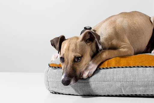 En italiensk greyhound som tar en välförtjänt vila i sin säng