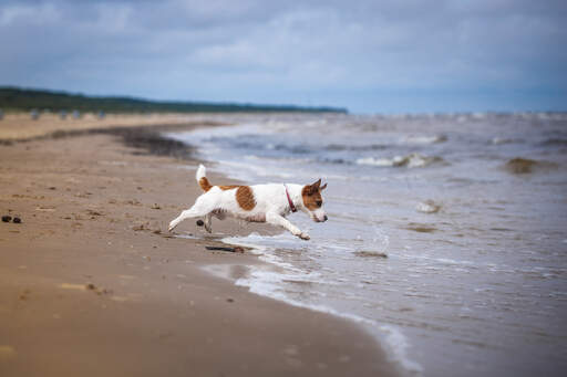 En vacker, liten, kvinnlig jack russell terrier som hoppar i vattnet.
