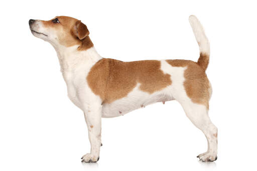 En vacker, kvinnlig jack russell terrier som står högt och visar upp sin korta kroppsbyggnad